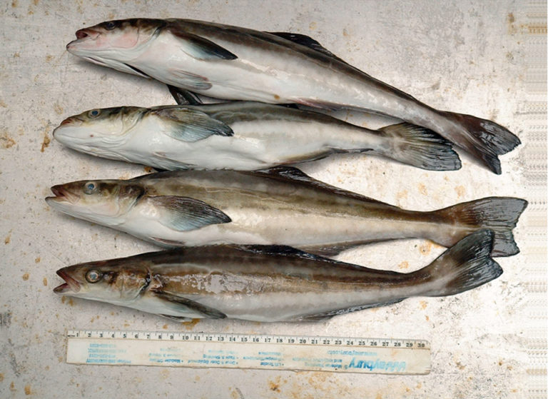 Article image for Low-salinity fish production technology can cut costs, aid biosecurity