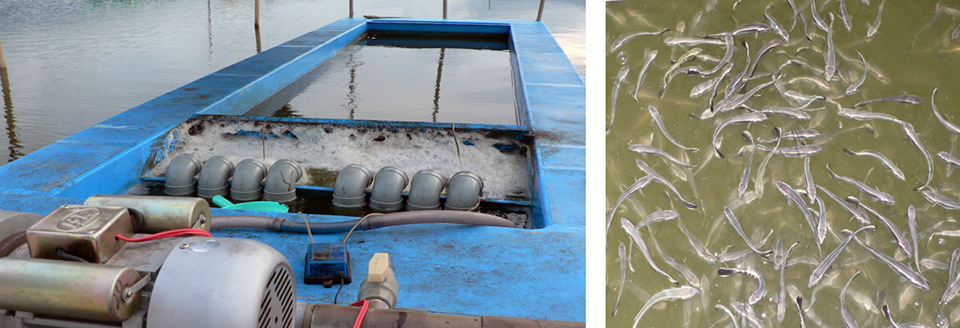 Floating raceways provide option for marine fish fingerling production ...