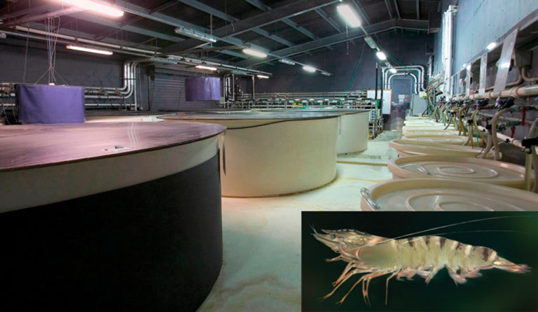 Article image for Shrimp breeding in Australia