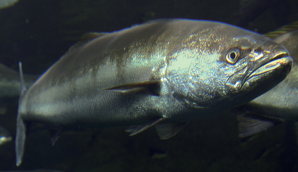 Article image for Feed preparation for white sea bass, totoaba broodstock