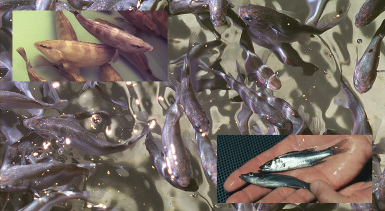 Article image for Marine fish stocking studies demonstrate species adaptability, environmental quality