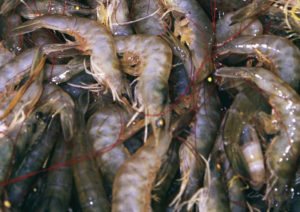 Pacific white shrimp