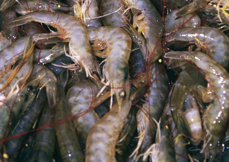 Article image for Domestication of Pacific white shrimp revolutionizes aquaculture