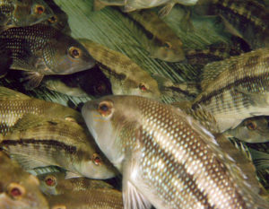 UNC-Wilmington conducts research on black sea bass
