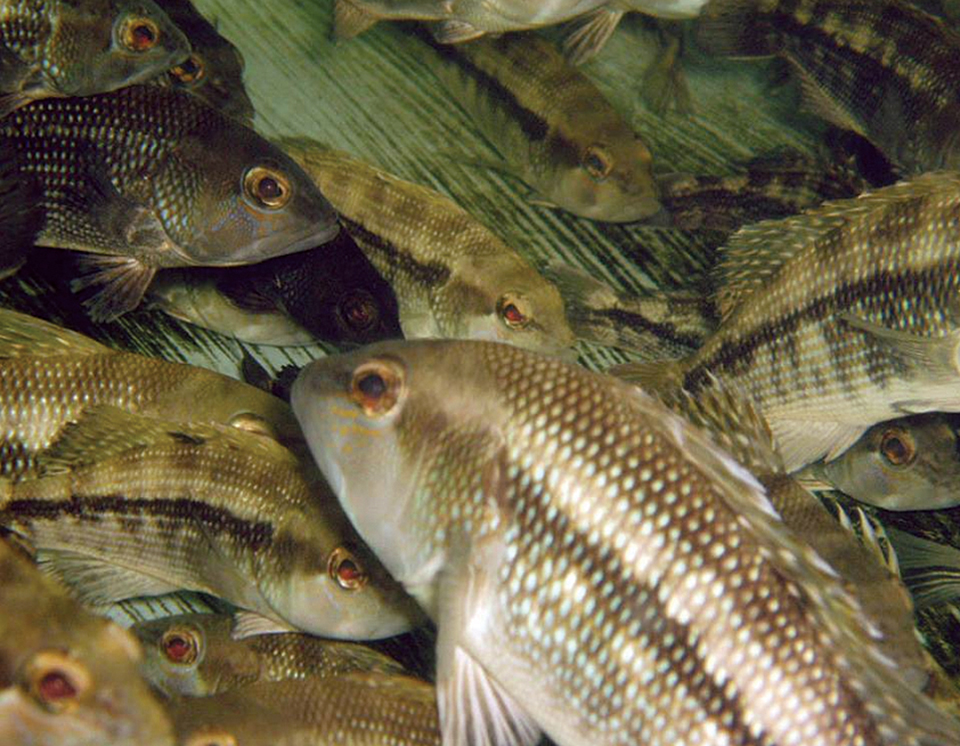 Article image for UNC-Wilmington conducts research on black sea bass