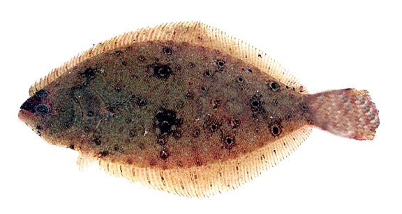 Article image for Olive flounder culture in South Korea