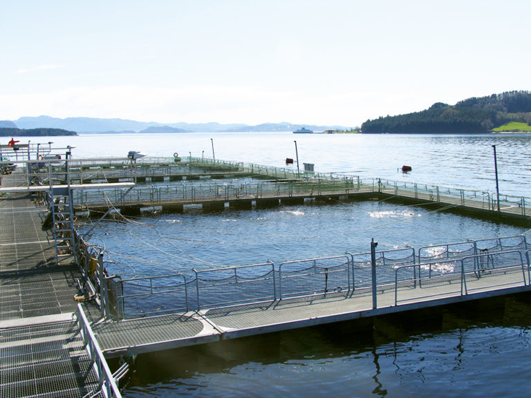 Article image for Quality parameters in farmed Atlantic salmon