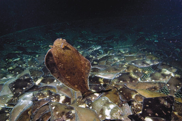 Article image for Farmed white halibut