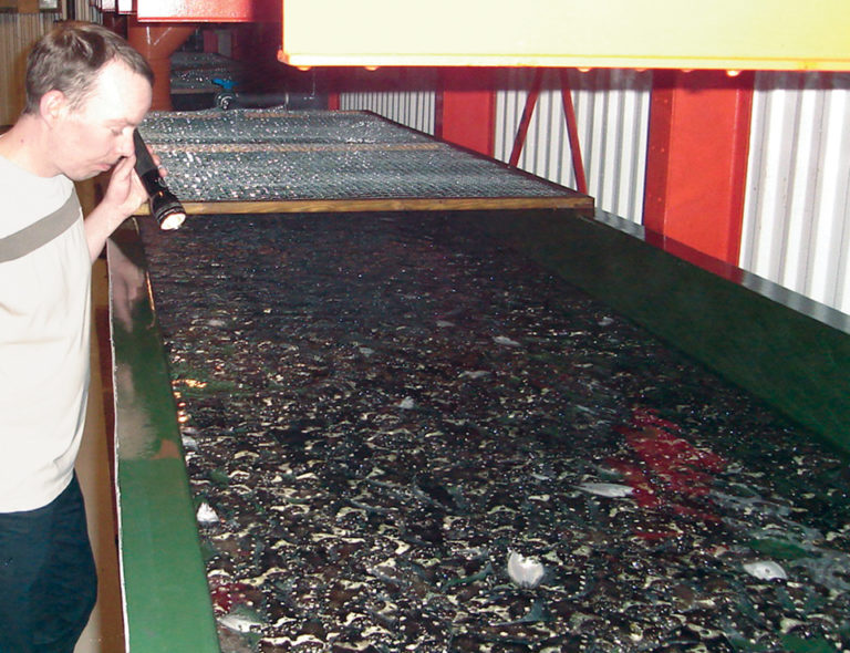 Article image for Industrial aquaculture parks an intensive alternative for land-based seafood production