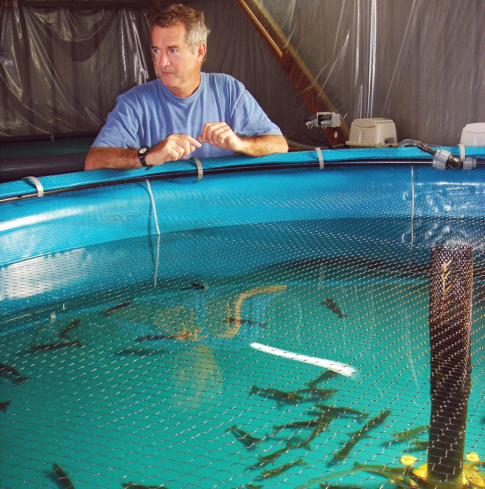 Article image for Blue shrimp quarantined in New Caledonia genetic variability program