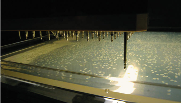 Article image for Screening probiotic bacteria for Atlantic cod larvae