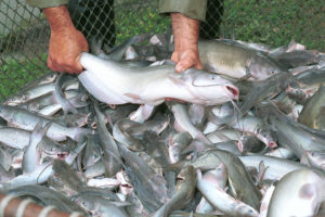 Managing pre-harvest off-flavors in pond-raised catfish