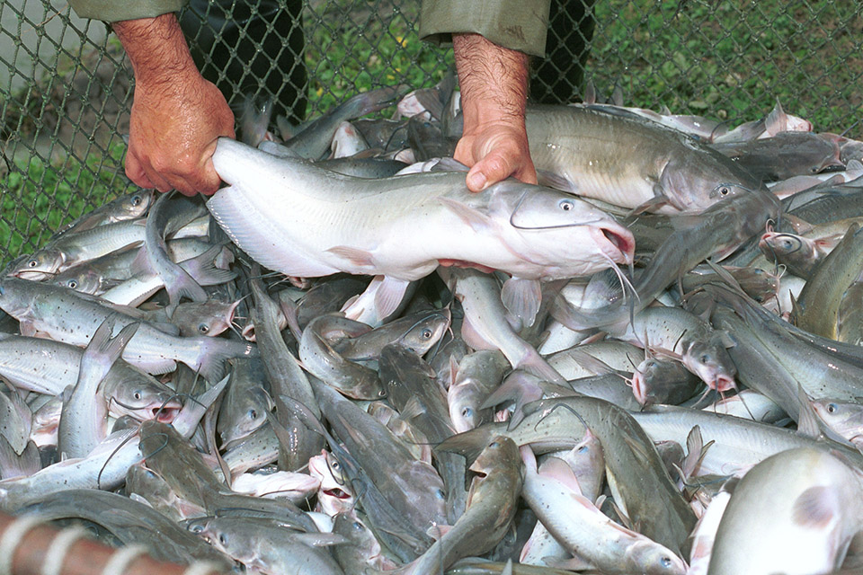 Article image for Managing pre-harvest off-flavors in pond-raised catfish