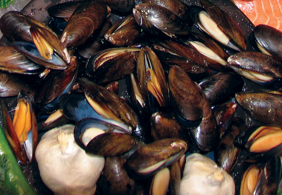 Article image for Pathogenic Vibrios in shellfish