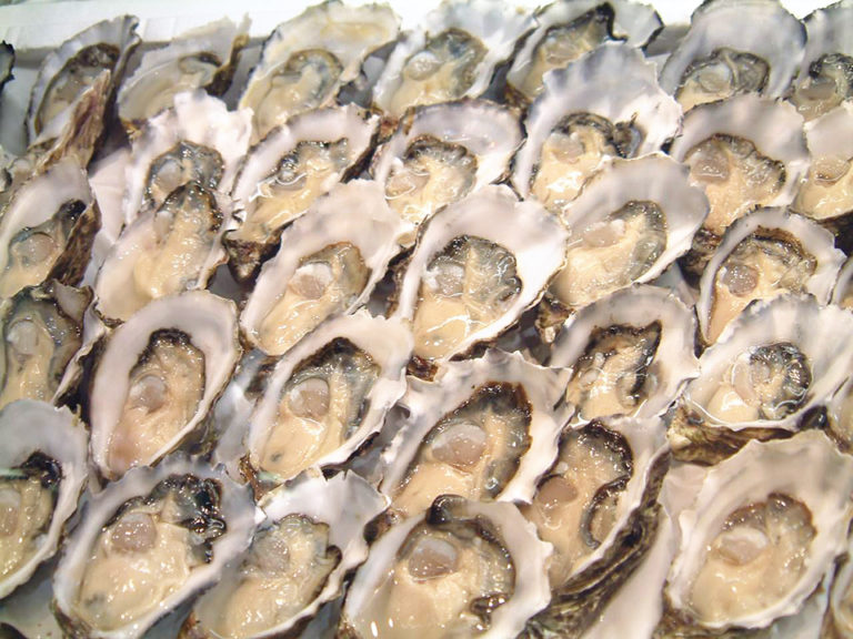Article image for Oyster farming in South Australia