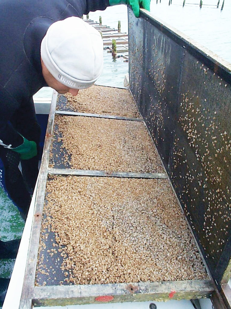 Oyster farming in South Australia Responsible Seafood Advocate