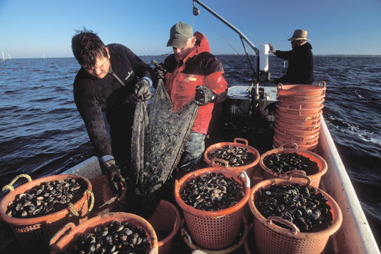 Article image for Research, extension efforts support hard clam industry in Florida