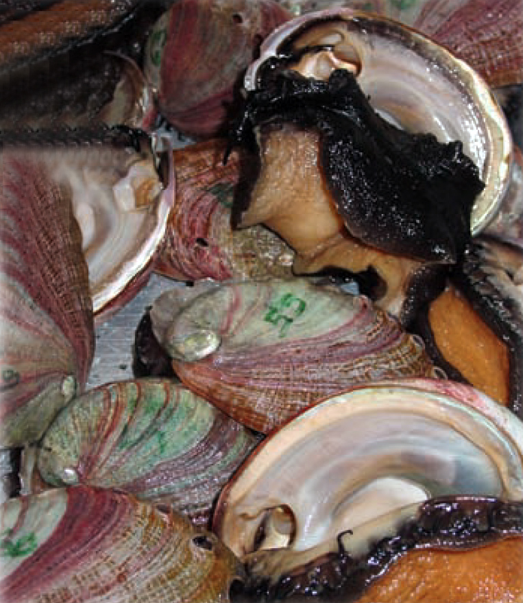 Article image for Red abalone morphology