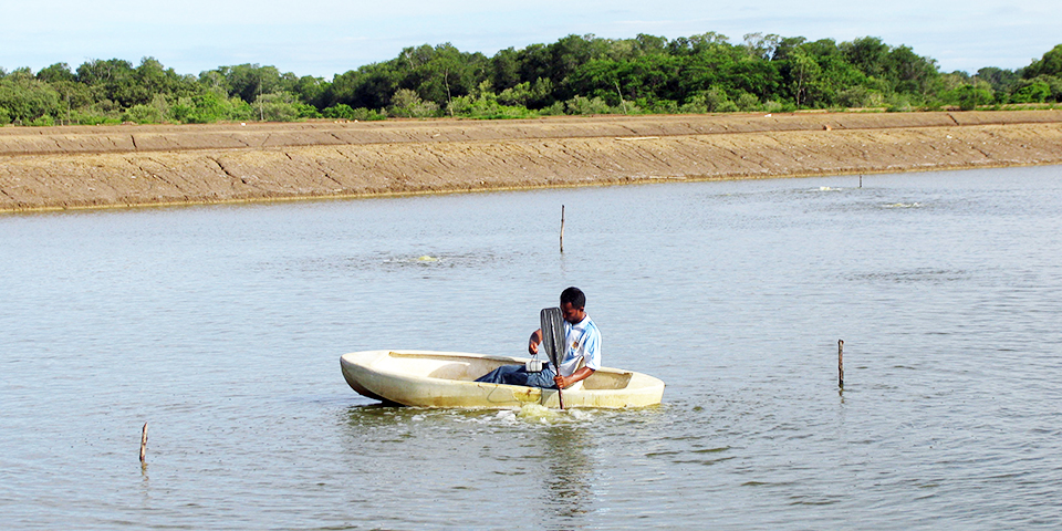 Article image for Dissolved oxygen management in aquaculture