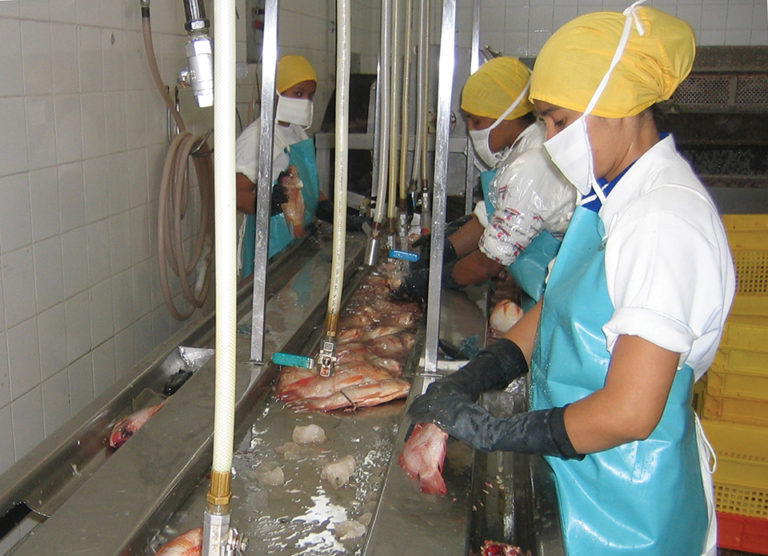 Article image for Food safety, quality control in tilapia products