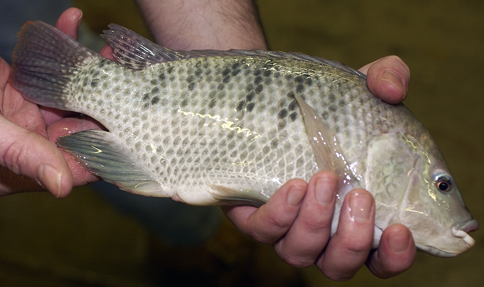 Article image for Bacterial, chemical residues impact tilapia quality