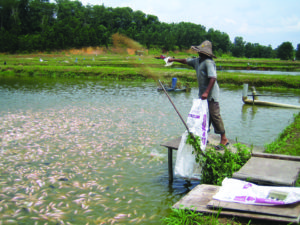 GIFT tilapia show greater FCR, growth potential than red tilapia