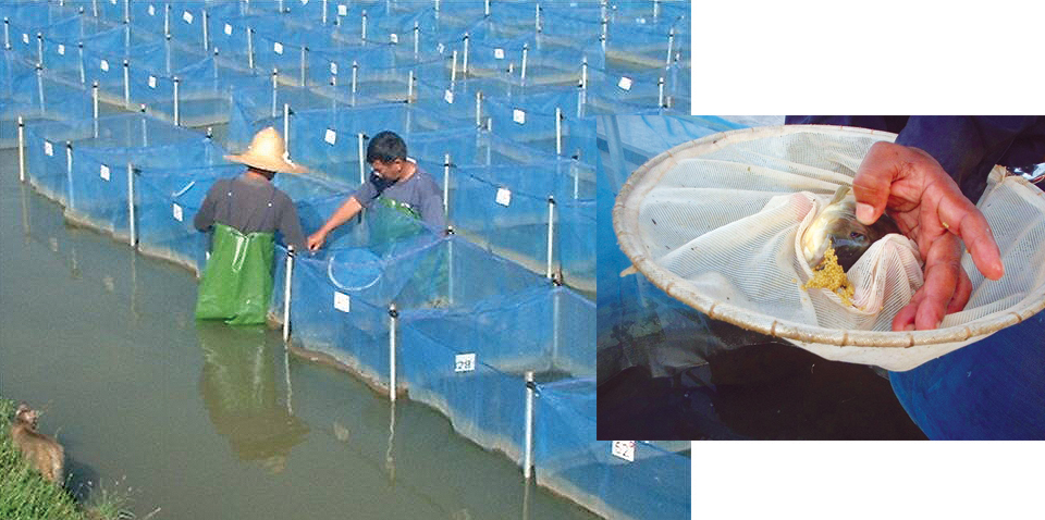 Article image for GIFT tilapia: Technology for successful selected strain continues