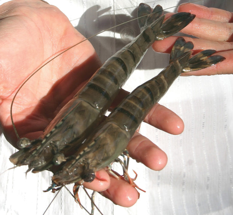 Article image for CSIRO research evaluates technologies to produce genetically protected, all-female shrimp