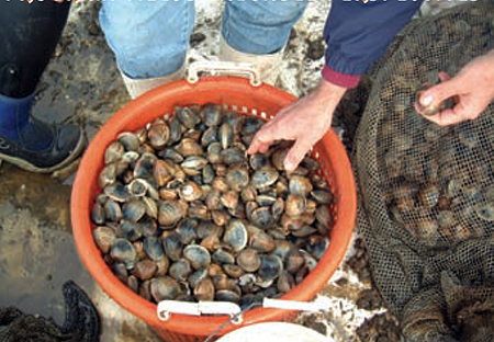 Article image for Managing aquaculture risk