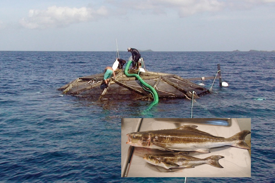 Article image for Cobia aquaculture expanding in Americas, Caribbean