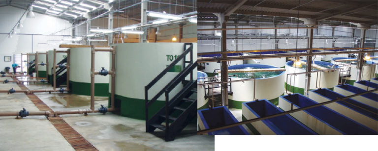 Cobia aquaculture expanding in Americas, Caribbean - Responsible ...