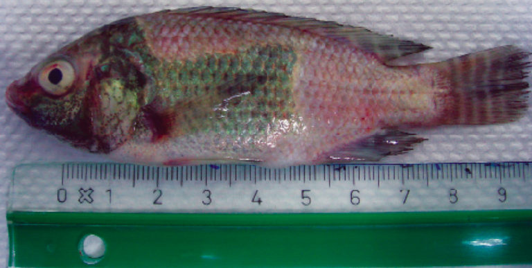 Article image for Disease management in tilapia