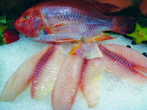 DNA profiling verifies origins of seafood products