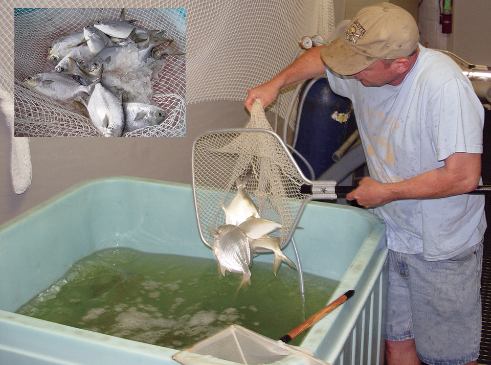 Article image for Pompano reared to market size in RAS