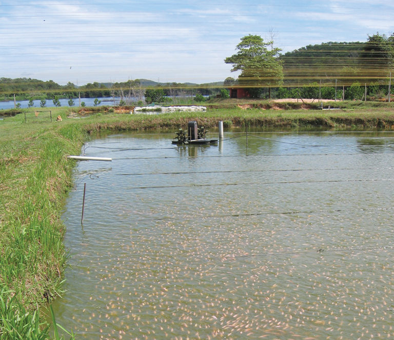 Article image for Quality control measures improve tilapia production chain in Latin America