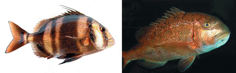 Article image for Perspectives for red-banded sea bream culture