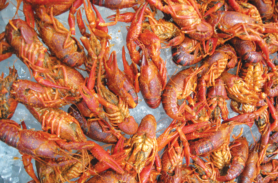 Article image for Purging, processing freshwater crawfish