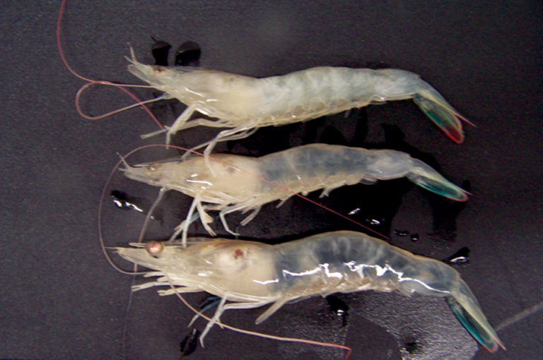Article image for White tail disease in shrimp mimics infectious myonecrosis