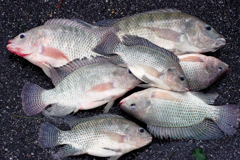 Article image for Effects of varied dietary lipid sources tested in tilapia study