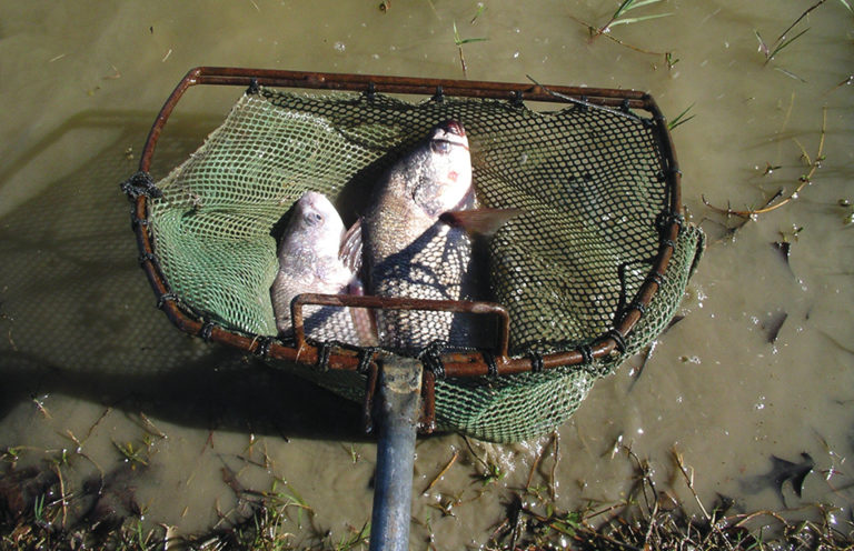 Article image for Snail control in fish ponds