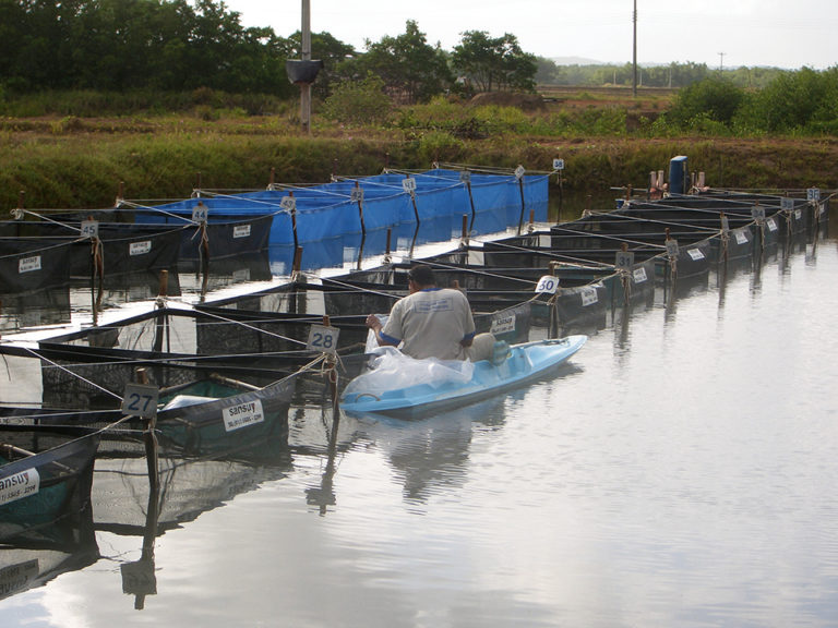 Article image for Field performance of imported SPF shrimp in Brazil