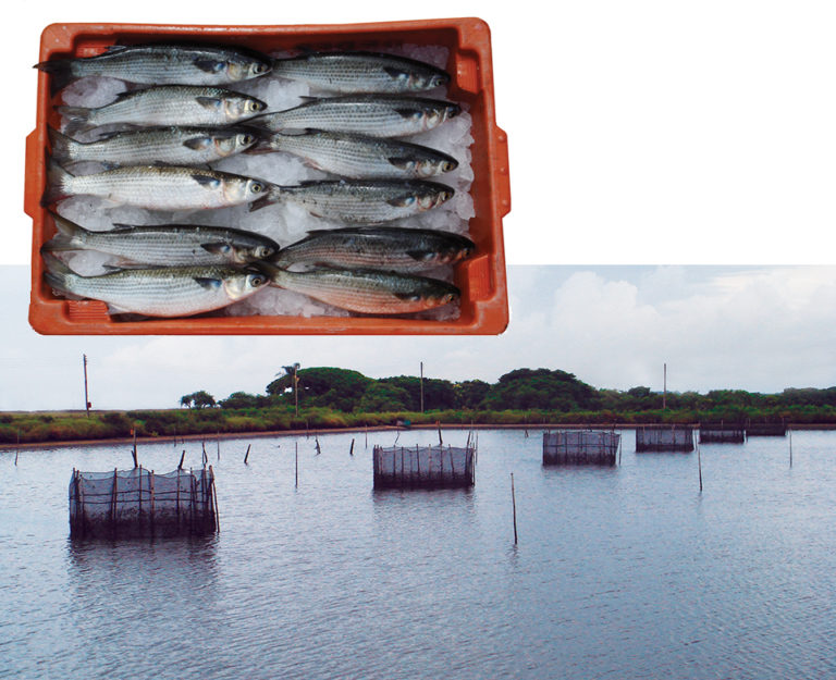Article image for Marine fish culture in Brazil