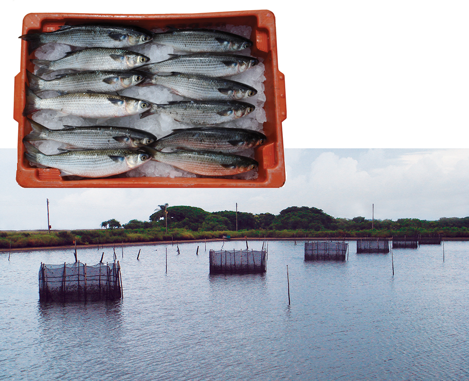 Article image for Marine fish culture in Brazil