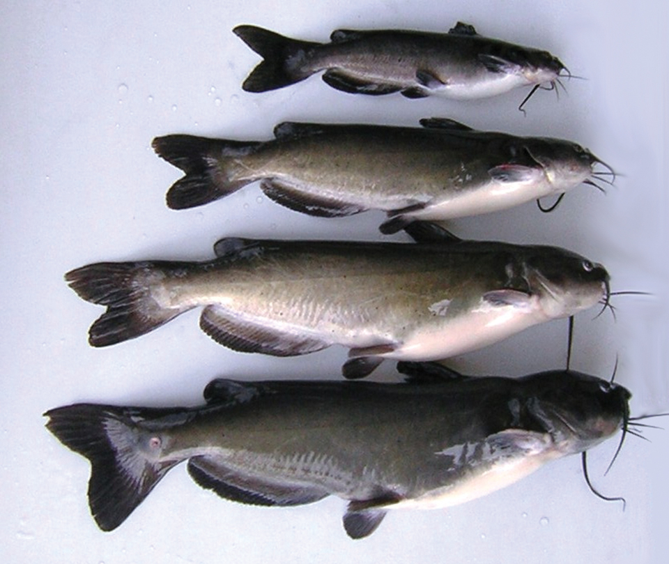 Article image for Temperature cycles induce early maturation in channel catfish