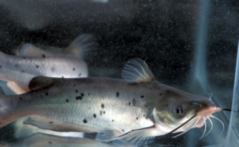 Article image for CART regulates food intake in channel catfish