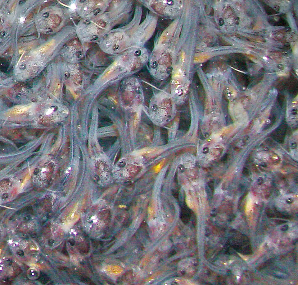 Article image for pH field measurements improve catfish fry survival