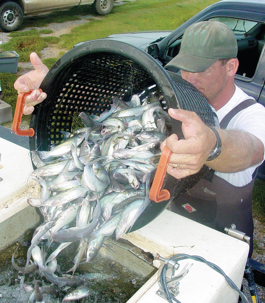 Article image for Misuses of sodium bicarbonate in pond aquaculture