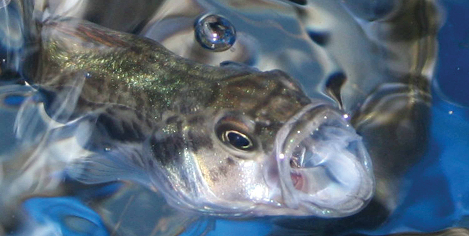 Article image for Feeds, feeding methods advance for largemouth bass