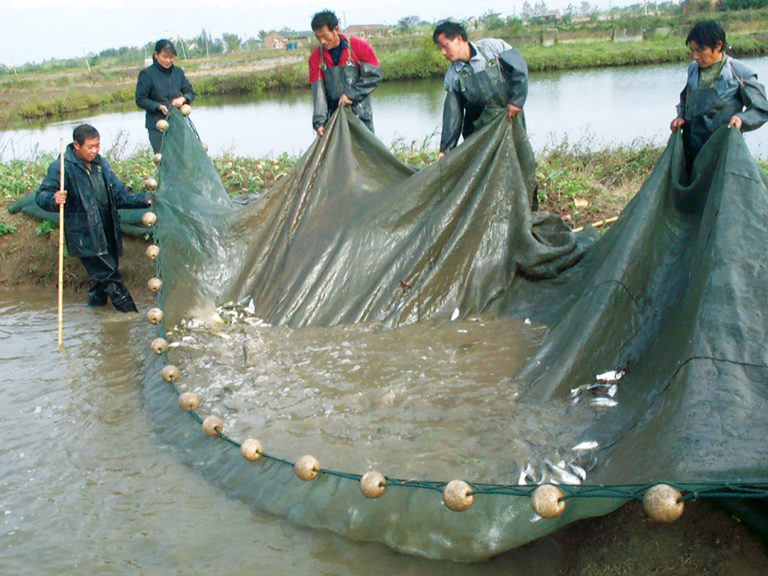 Article image for Soy protein concentrate replaces fishmeal in fingerling test diets in China