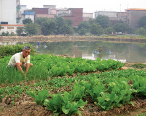 The changing face of pond aquaculture in China